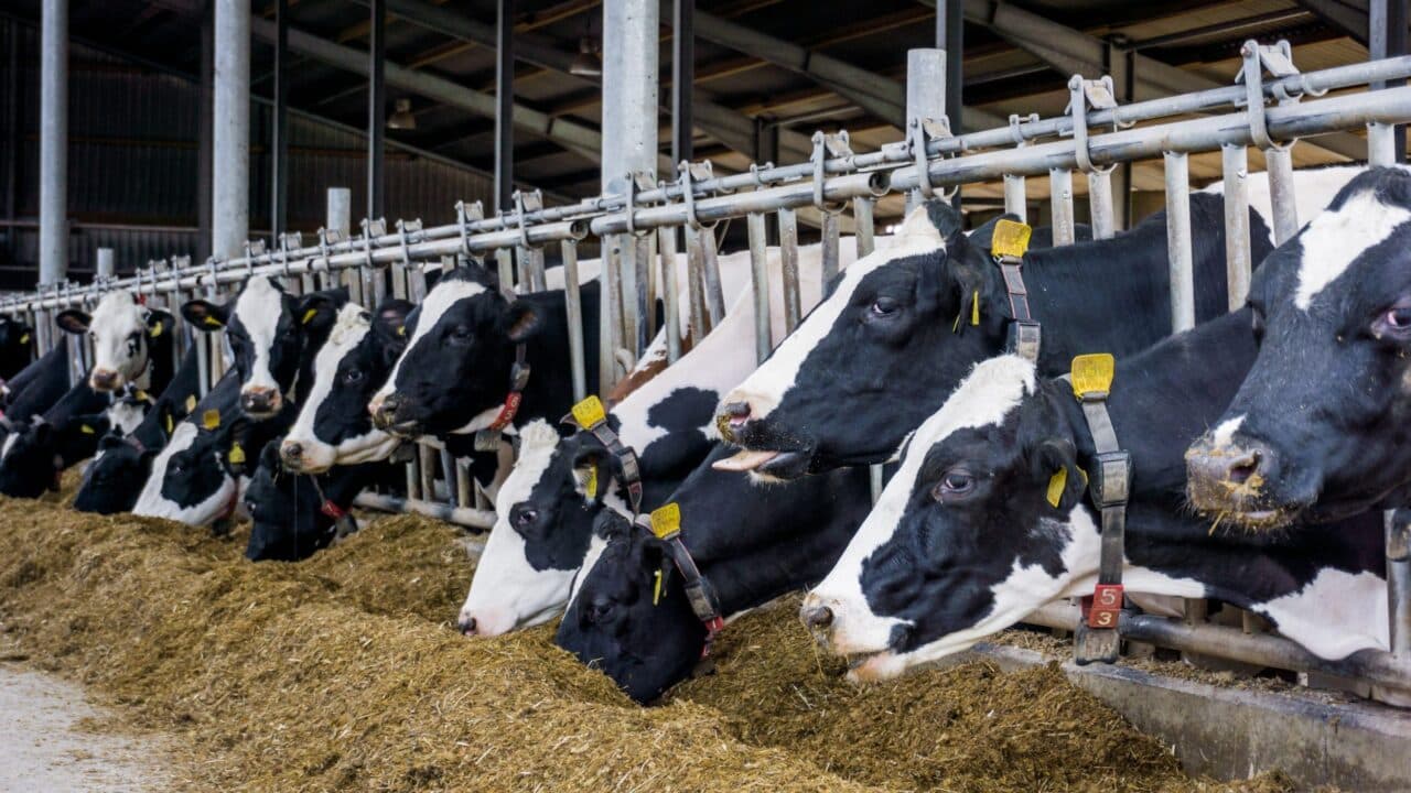 LMC: Two public consultations could shape future of NI agriculture