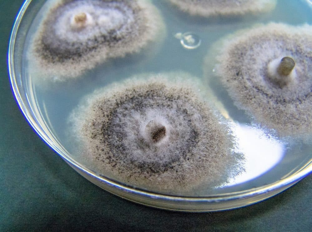 Fungal chemicals could become powerful new cancer medicines