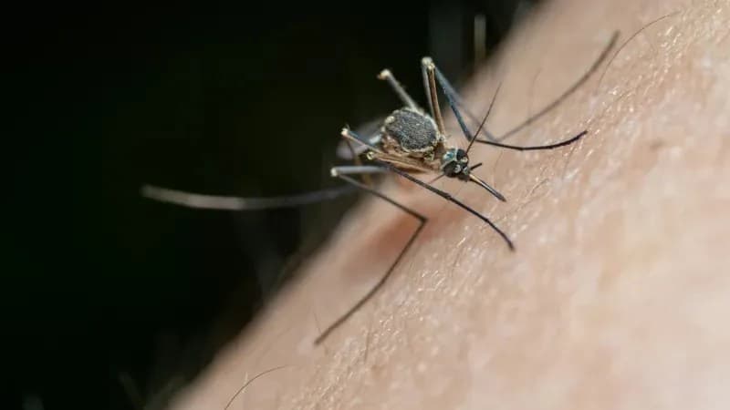 Winnipeg to Begin Mosquito Fogging Saturday Night