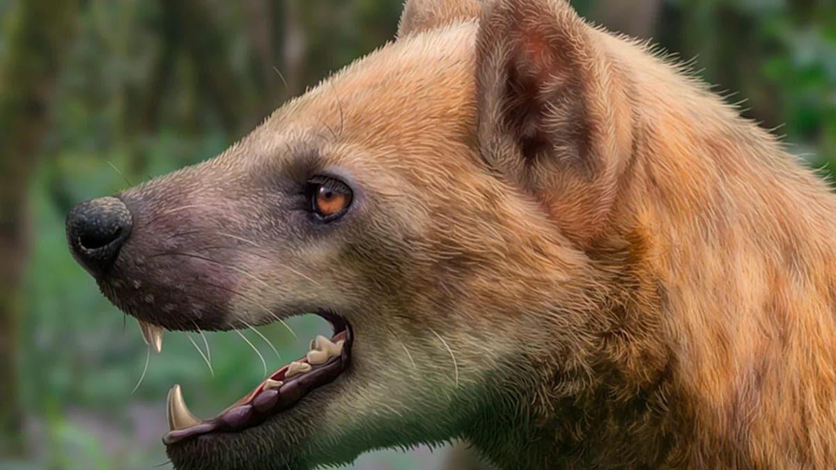 Spanish scientists find 15.9-million-year-old bear-dog species in Catalonia
