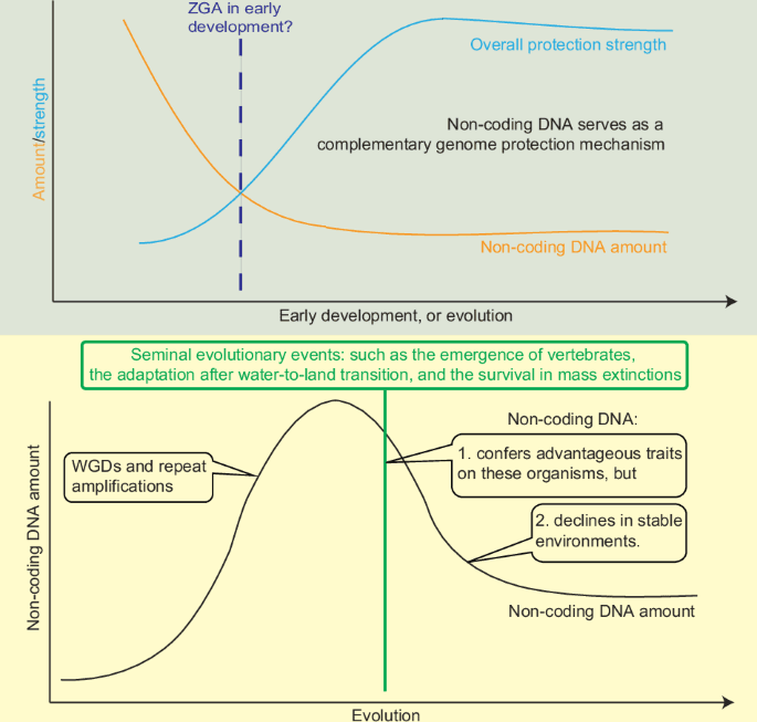 Non-coding DNA dynamics and its roles as a physical barrier in genome safeguarding across early development and evolution