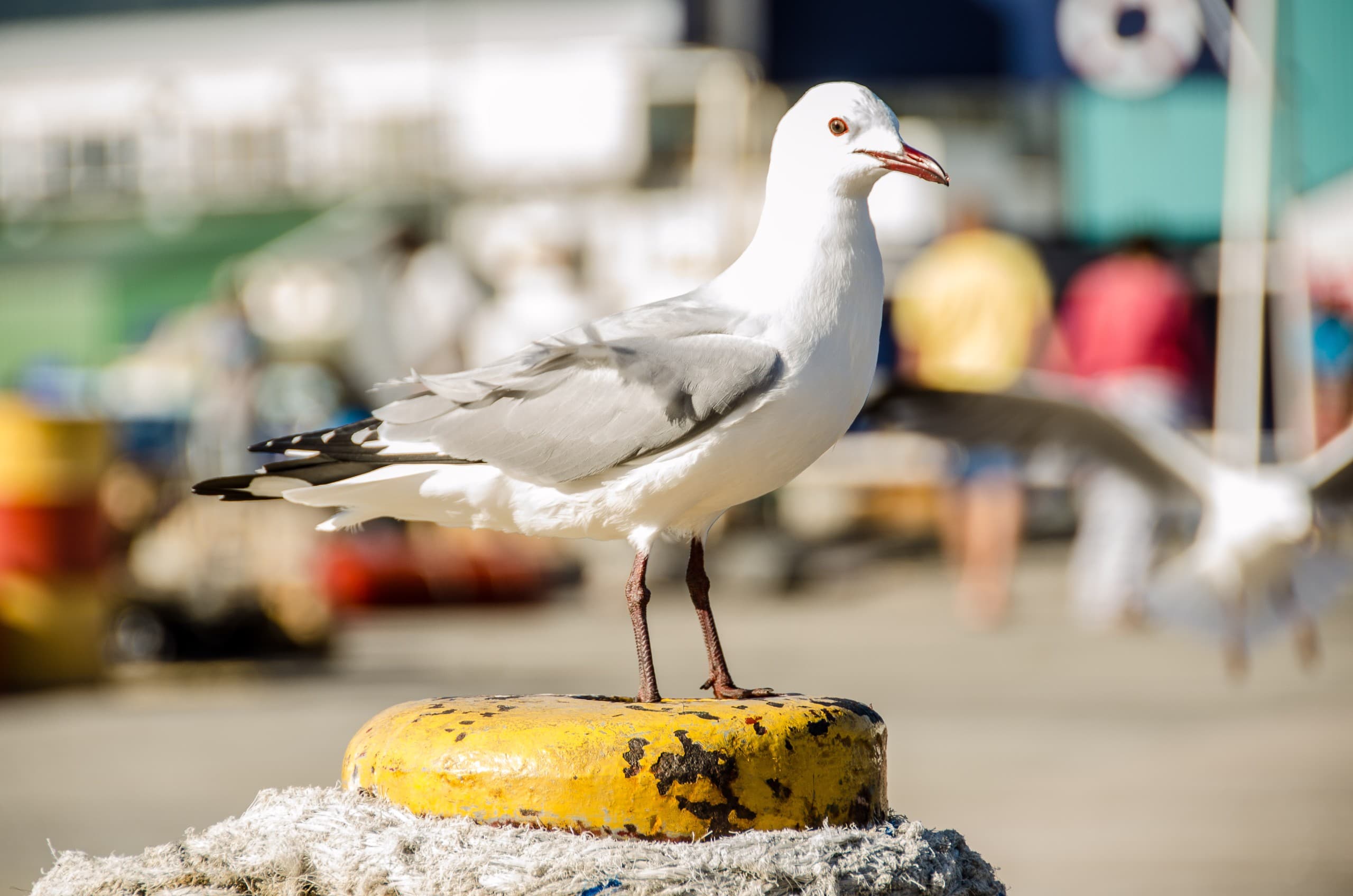 World Seabird Day: Protecting Our Coastal Birds