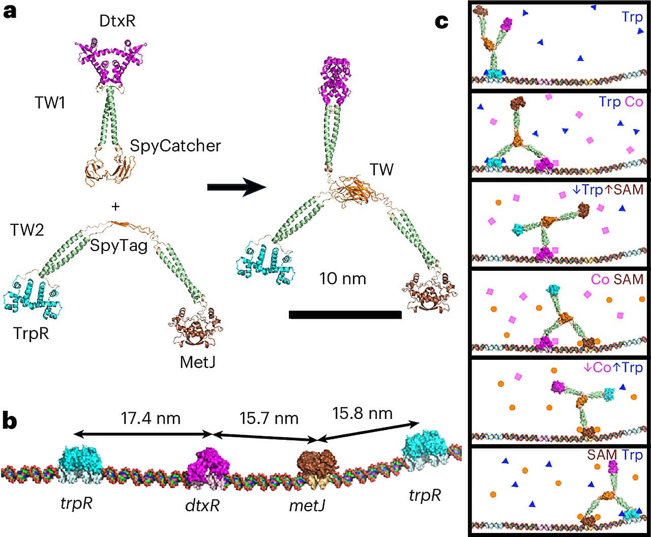 First synthetic protein motor moves along DNA in controlled, programmable steps