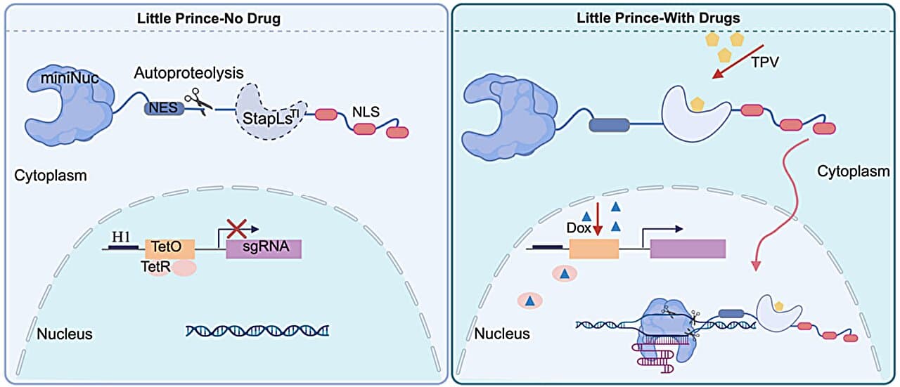 Small-molecule switches put therapeutic CRISPR editing under on-demand control in living tissues