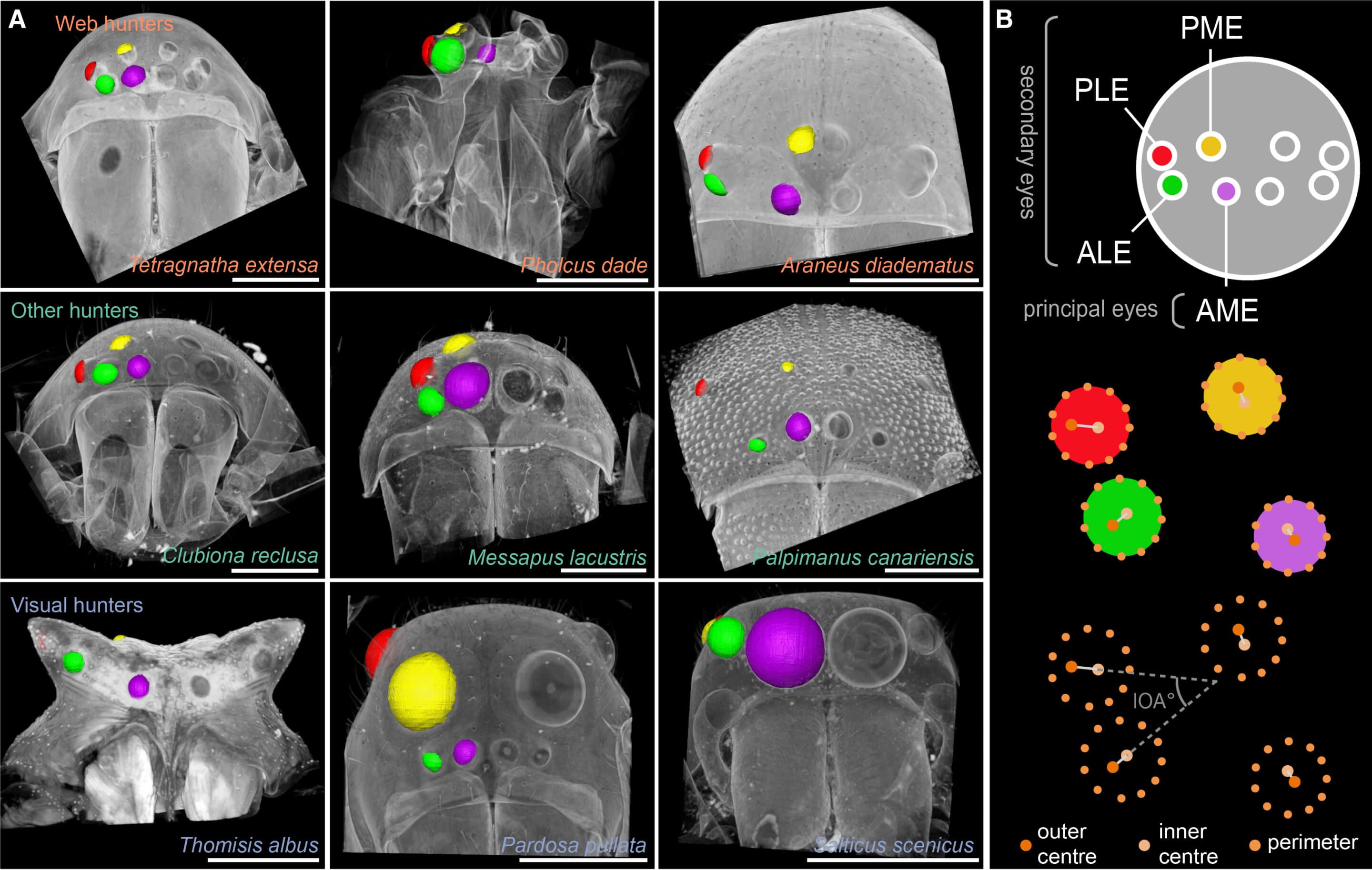 Hunting behavior drives the evolution of spider eye arrangements, study finds