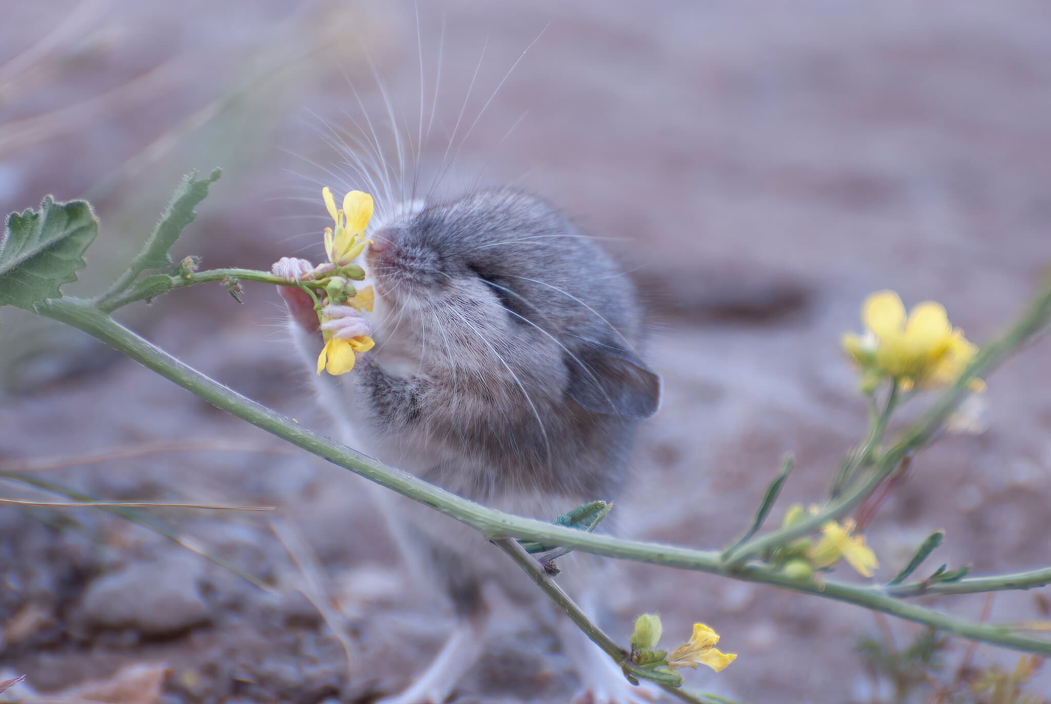 Mammals use the same underlying system-preserved through evolution-to process smells