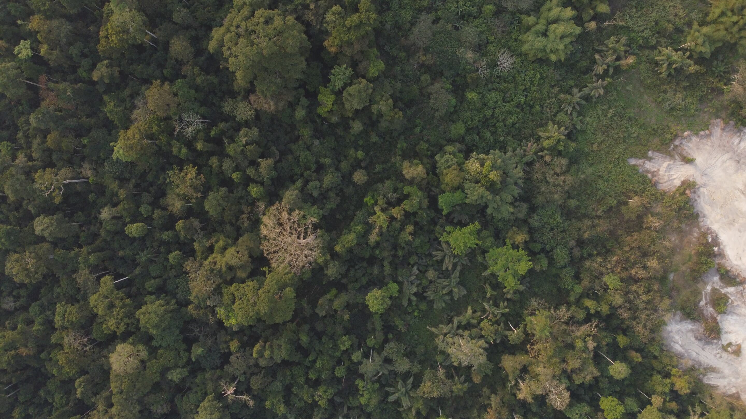 A benchmark for how different disturbances influence the loss and recovery of carbon and CO₂ in tropical forests