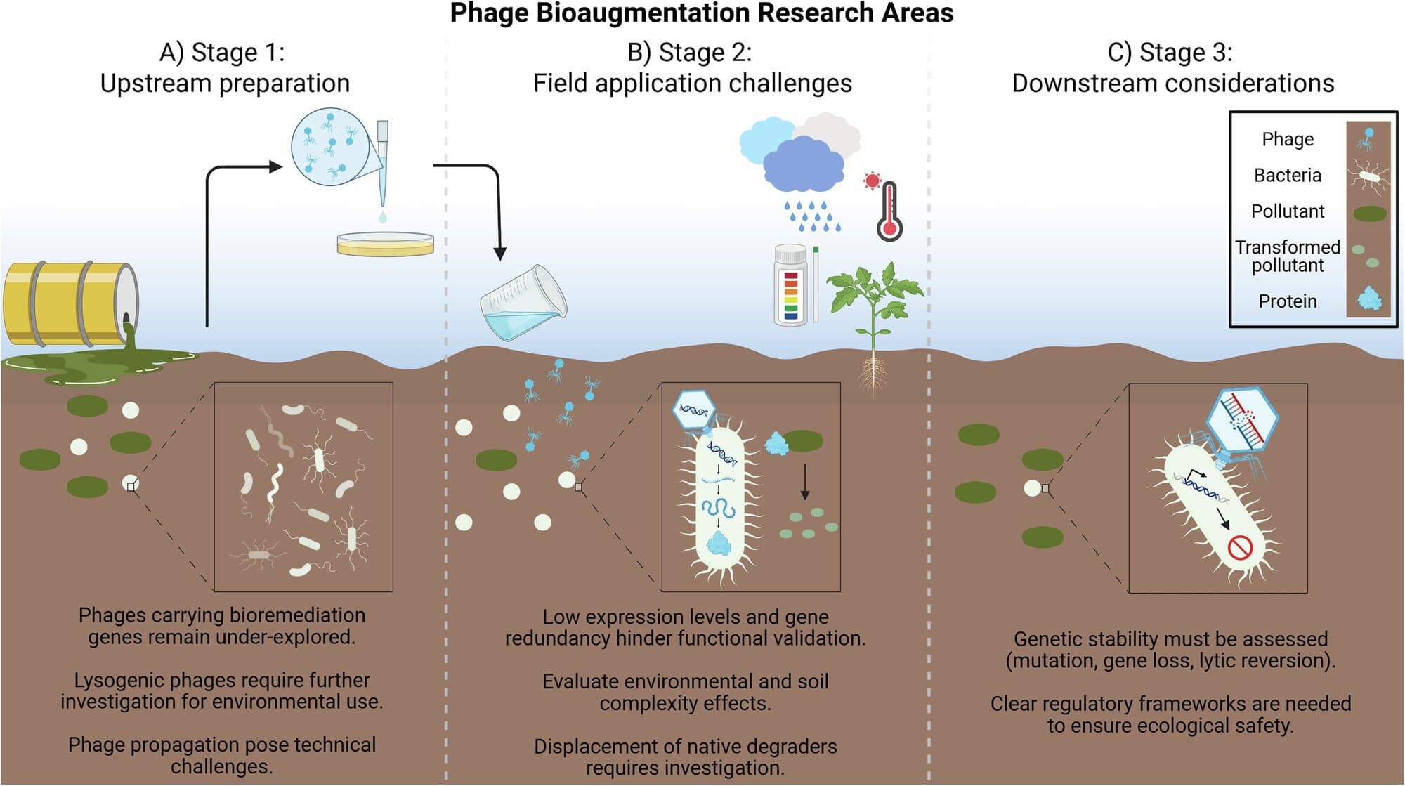 New way to clean up environmental pollution using phage bioaugmentation
