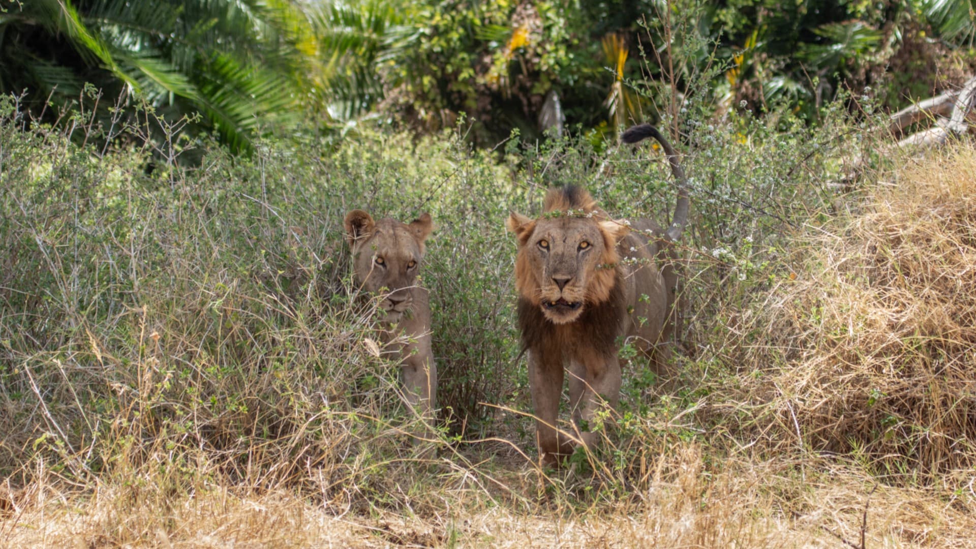 What do you do when a lion kills your cattle?