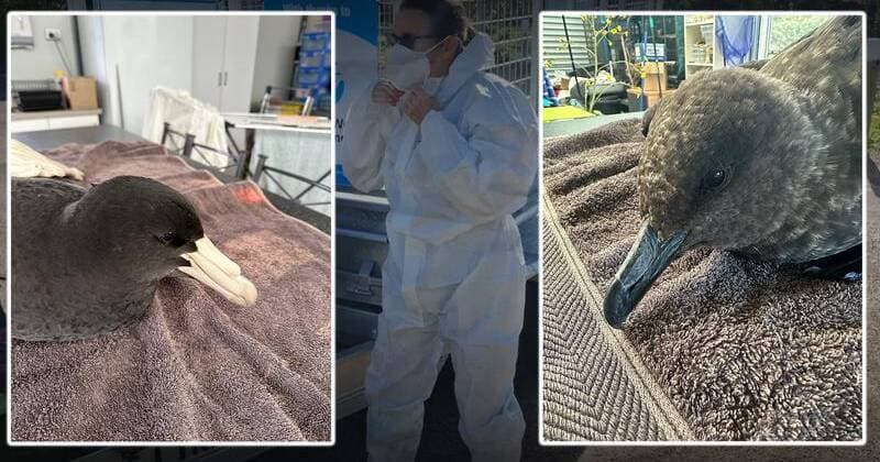 'Window closing' for wildlife as bird flu threat mounts