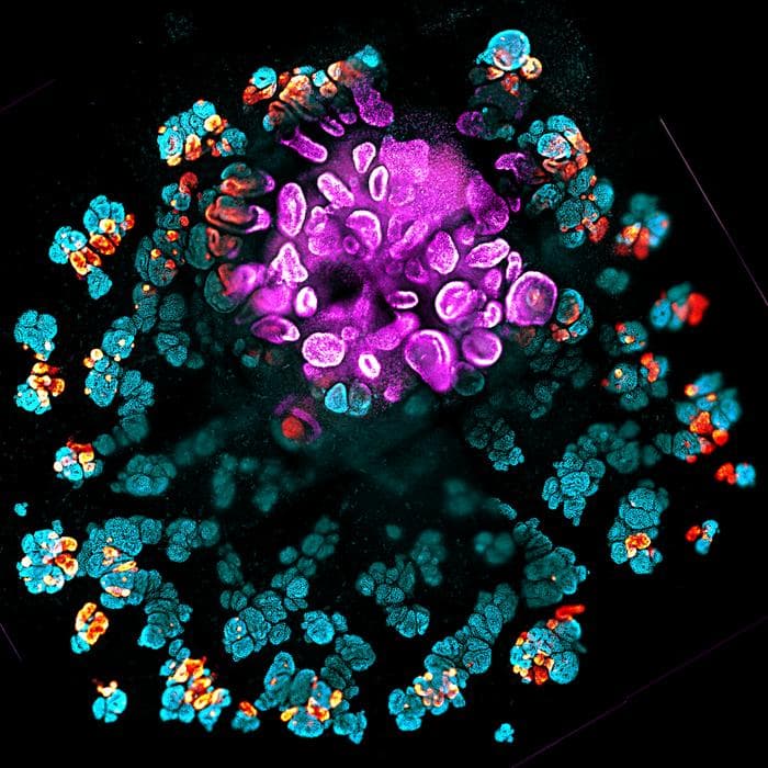 Synthetic Organizers Aid Creation of Reproducible Kidney Organoids from Stem Cells