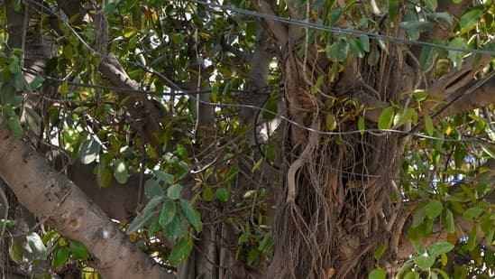 A 700-year old Banyan tree in Bihar's Munger just entered history books, here's why
