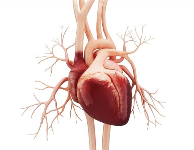 Study explores the relationship between heart issues and cognitive function