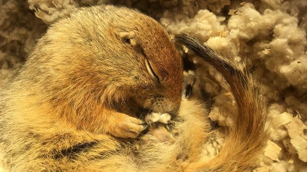 This super-cooled squirrel could revolutionise emergency care